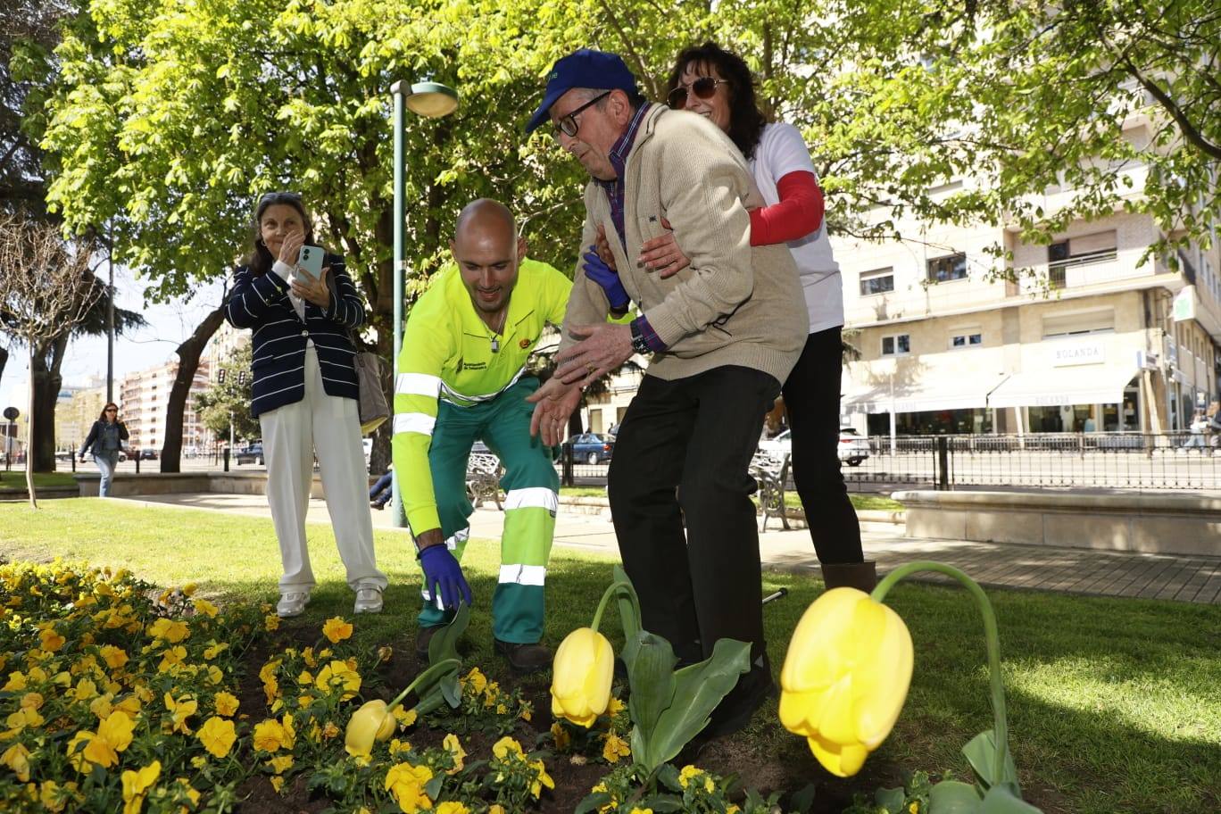 Tulipanes para sensibilizar y buscar avances contra el párkinson