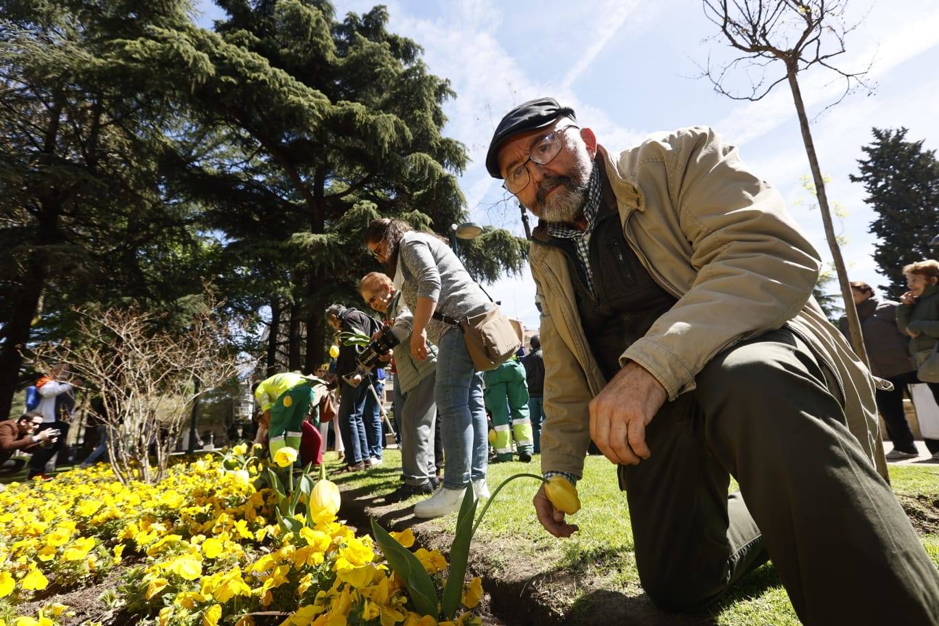 Tulipanes para sensibilizar y buscar avances contra el párkinson