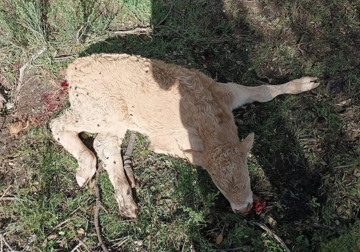 Imagen del ternero atacado por el meloncillo.