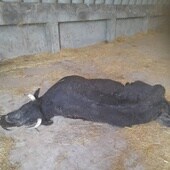 Vaca muerta en la nave de una explotación ganadera de la provincia, a la espera de recogida.