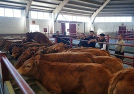 Mercado de ganados del pasado lunes.