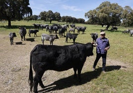 Paco Grande, capataz de la finca «Castro Enriquez», acaricia una morucha de un lote ya seleccionado.