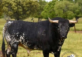 Toro de los festejos de este año