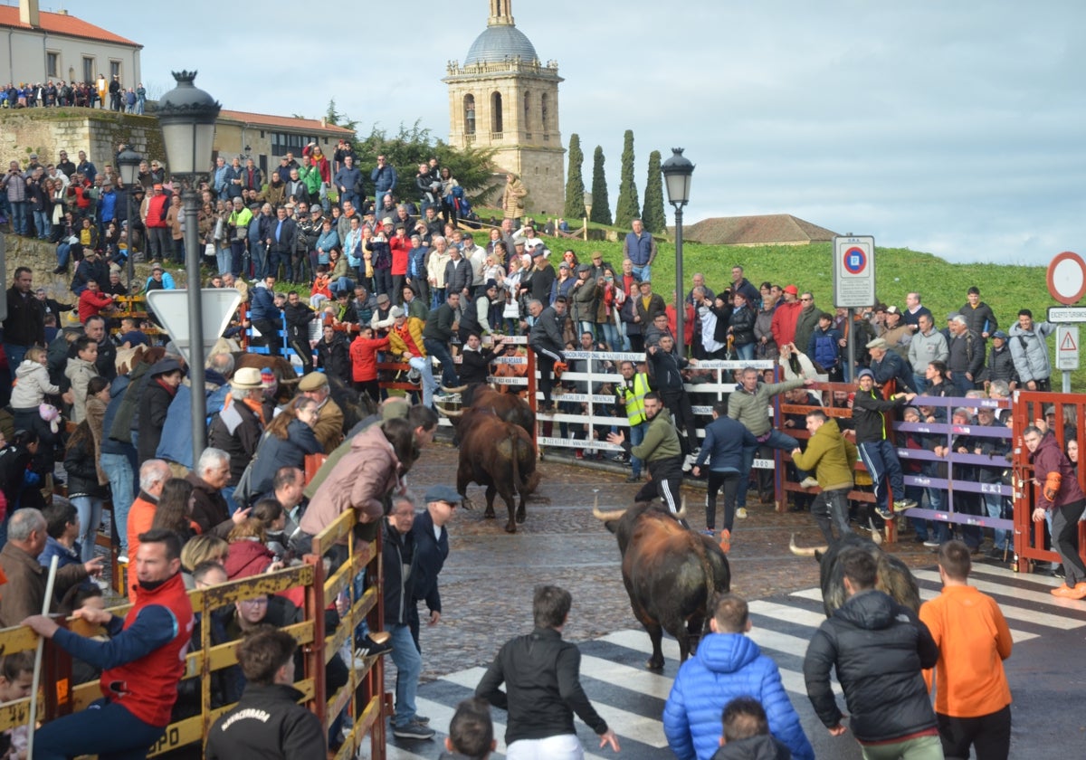 Encierro urbano en las calles de Ciudad Rodrigo en el pasado Carnaval.