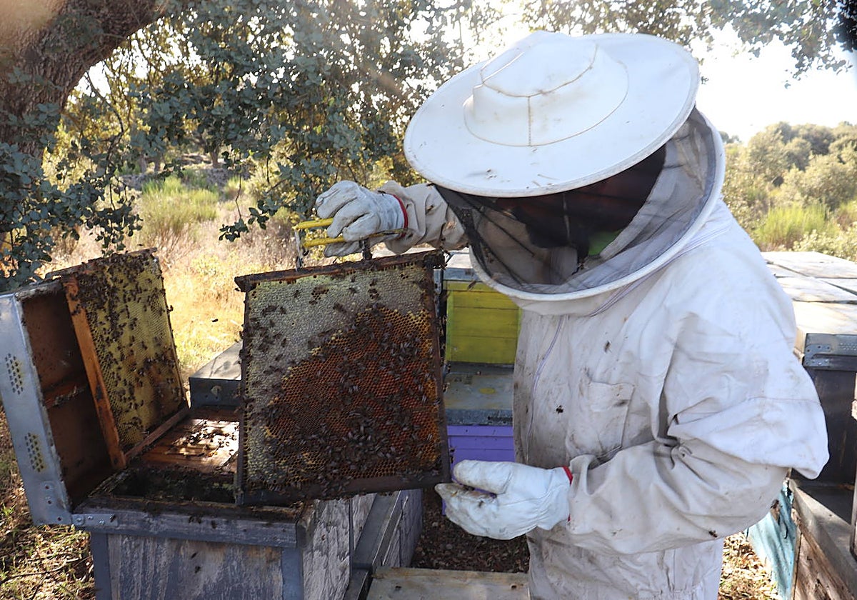 Imagen de una explotación apícola en Santibáñez de Béjar.