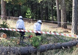 Los bomberos retiran un nido de avispas en Béjar hace dos años tras atacar a un hombre y a su perro.