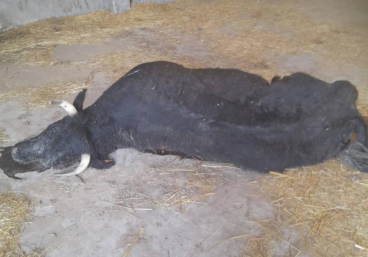 Vaca muerta en una explotación a la espera de la recogida.