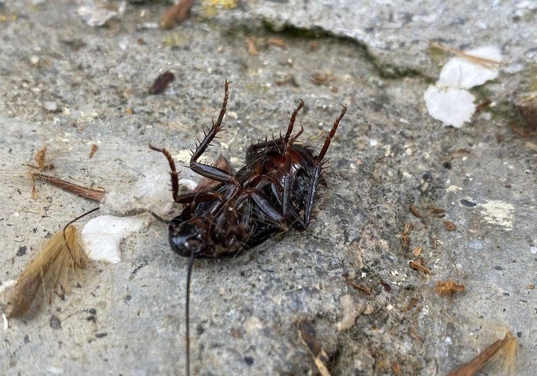 Una cucaracha en el barrio de Pizarrales.