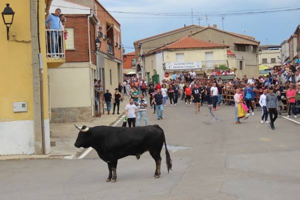 Un toro de San Isidro muy entretenido en Cantalpino