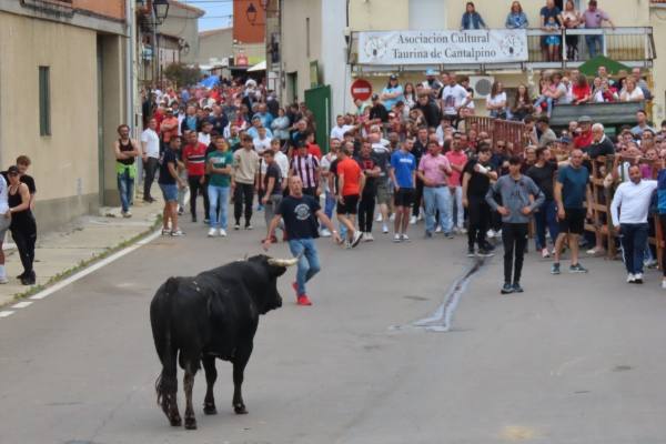 Un toro de San Isidro muy entretenido en Cantalpino