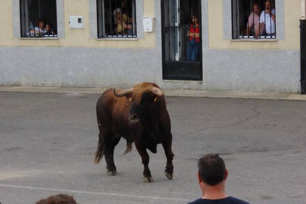 Un toro de San Isidro muy entretenido en Cantalpino