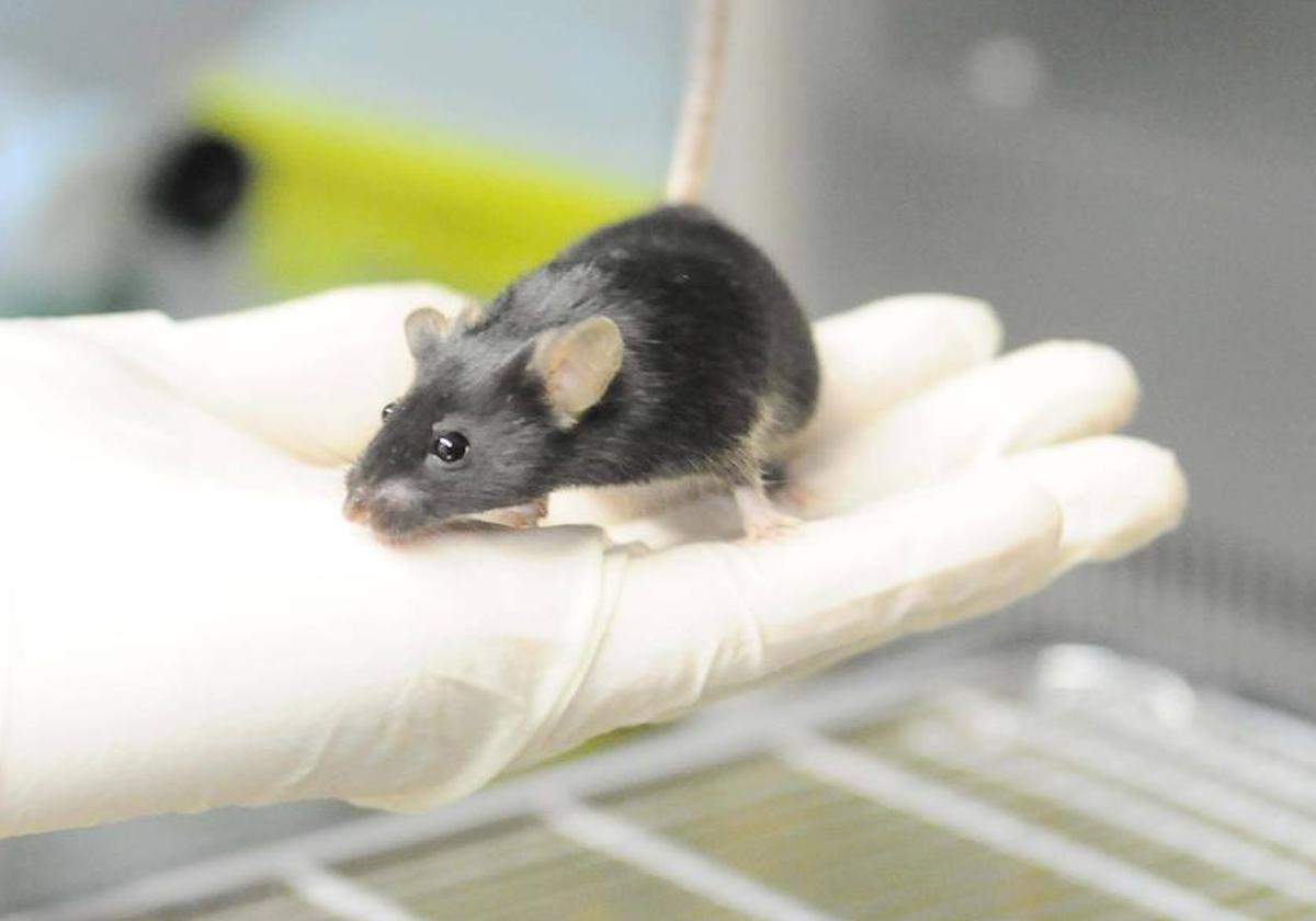 Un ratón en un laboratorio de Salamanca.