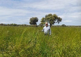 Tomás Centeno, en la espectacular pradera que tiene en su finca «La Huérfana», de Gejuelo del Barro.