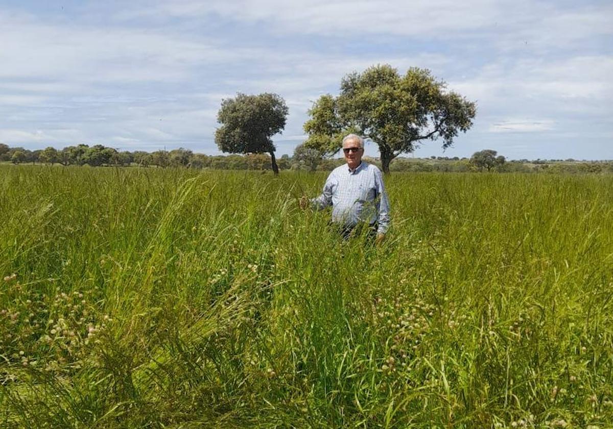 Tomás Centeno, en la espectacular pradera que tiene en su finca «La Huérfana», de Gejuelo del Barro.