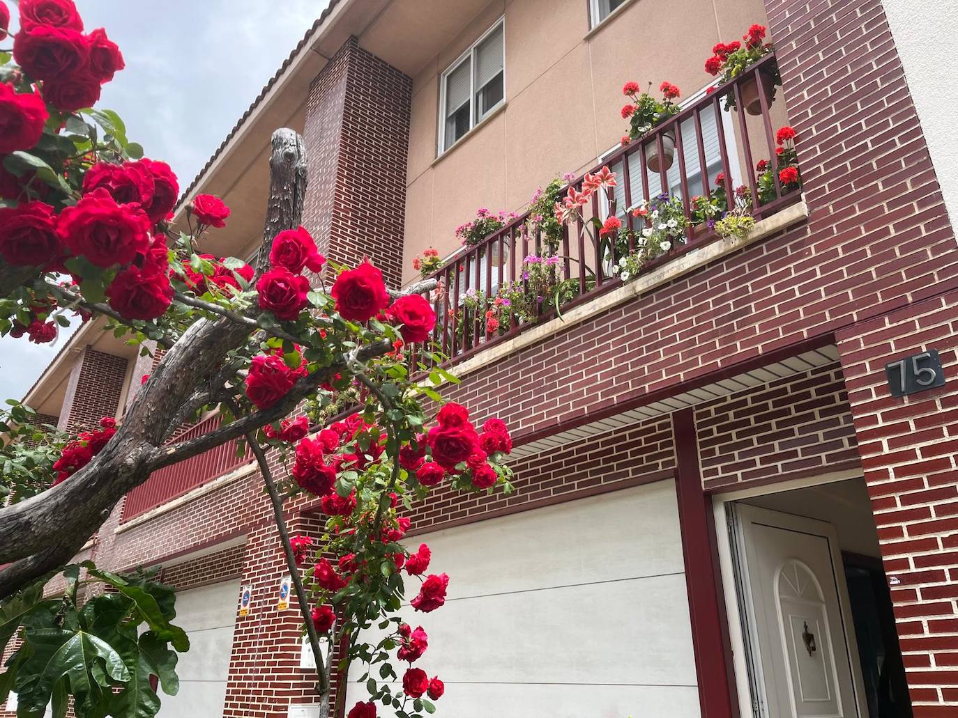 Imagen del rosal ubicado en el número 75 de la Avenida de los Cipreses.