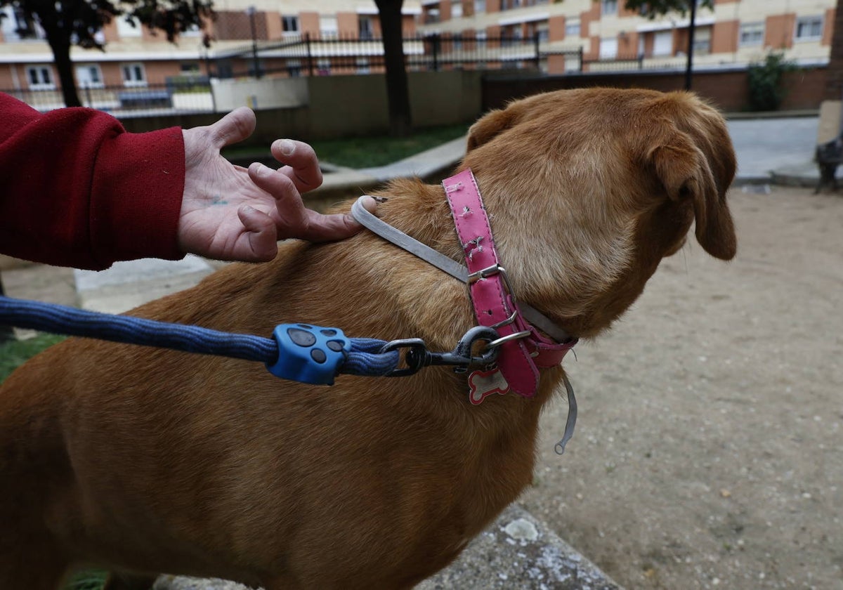 Un salmantino pasea con su mascota.