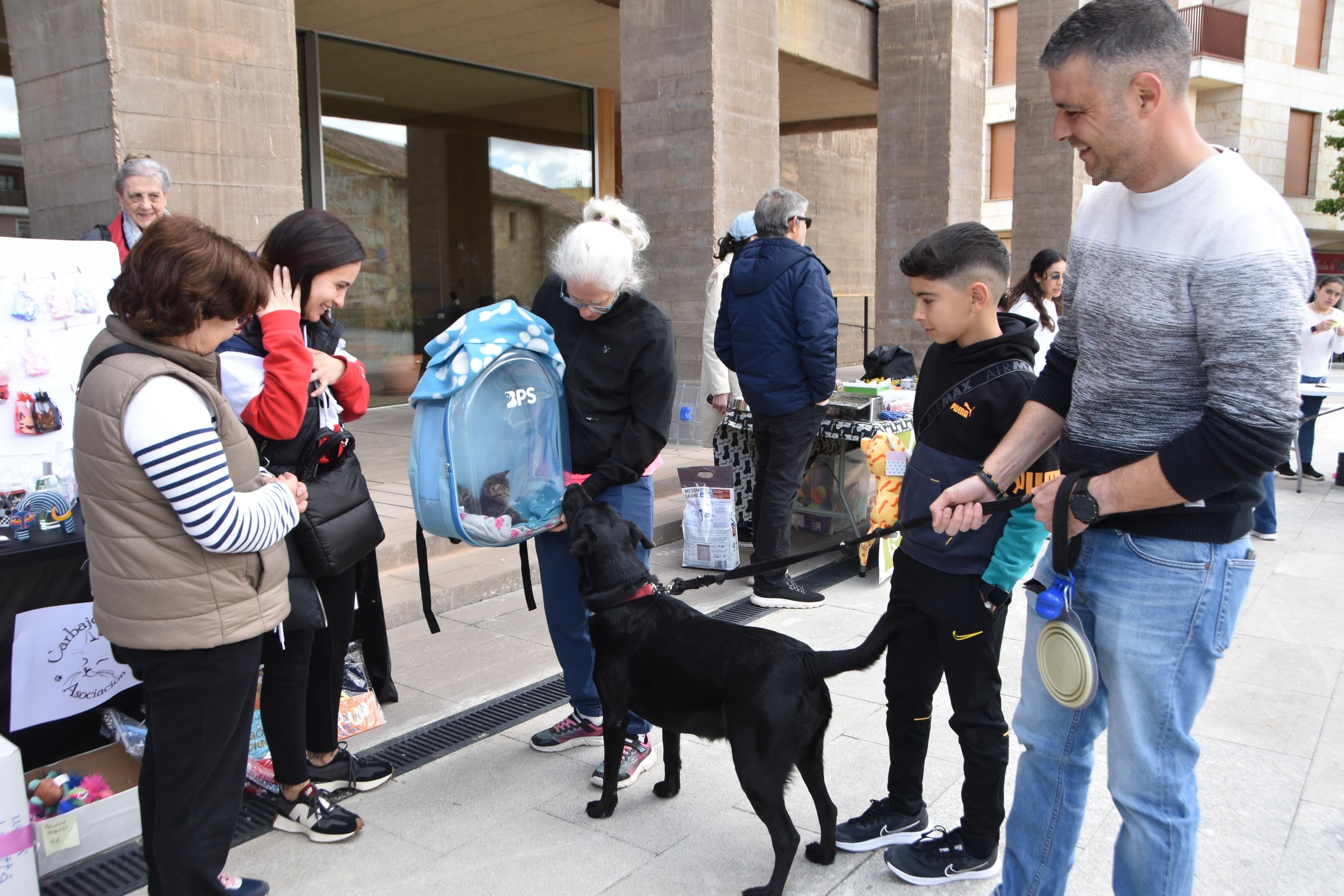 Perros y gatos que merecen un hogar y mucho cariño