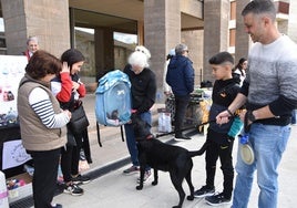 Varios visitantes conocen a dos cachorros de gato actualmente en adopción