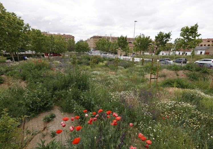 La isla de biodiversidad.