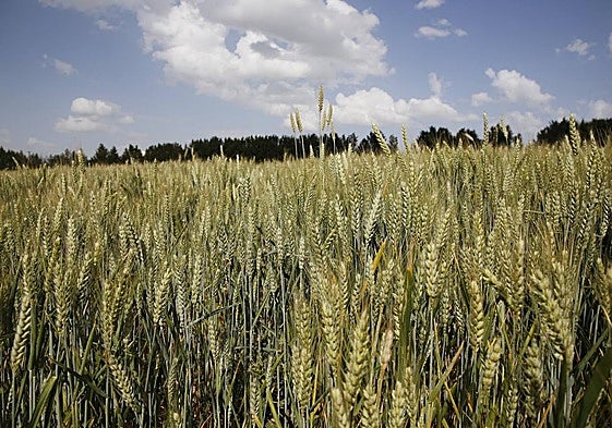 Cultivo de trigo
