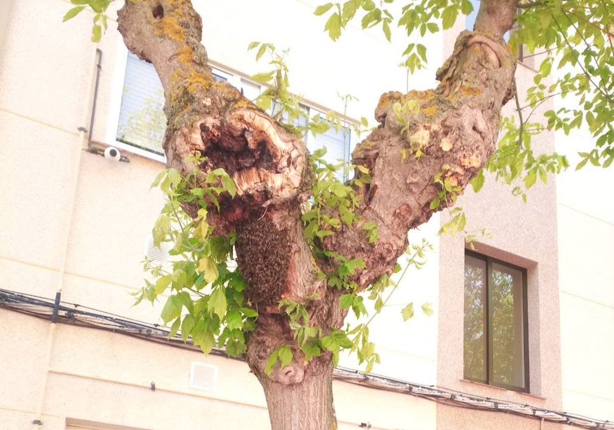 Enjambre en un árbol de la calle Plateros hace unas semanas.