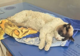 El gato 'Pompón', en el veterinario tras aparecer con disparos de perdigones.