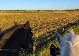 Parcelas de cultivo bajo las que se encuentra la villa romana de La Vega.