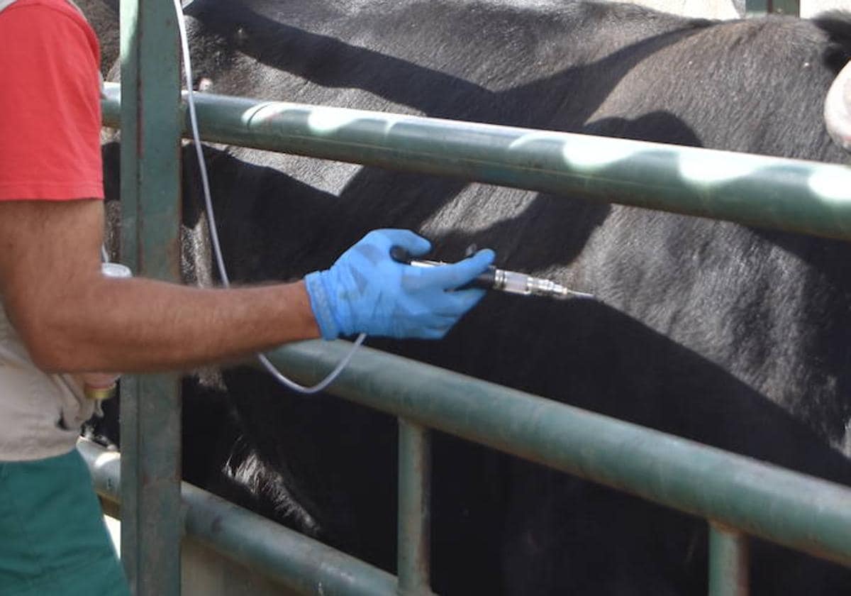 Sorpresa por la publicación de un foco de lengua azul en Salamanca de hace  un año | La Gaceta de Salamanca