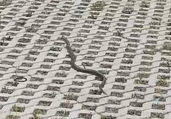 Susto en Tejares: localizan una culebra cerca de un parque infantil