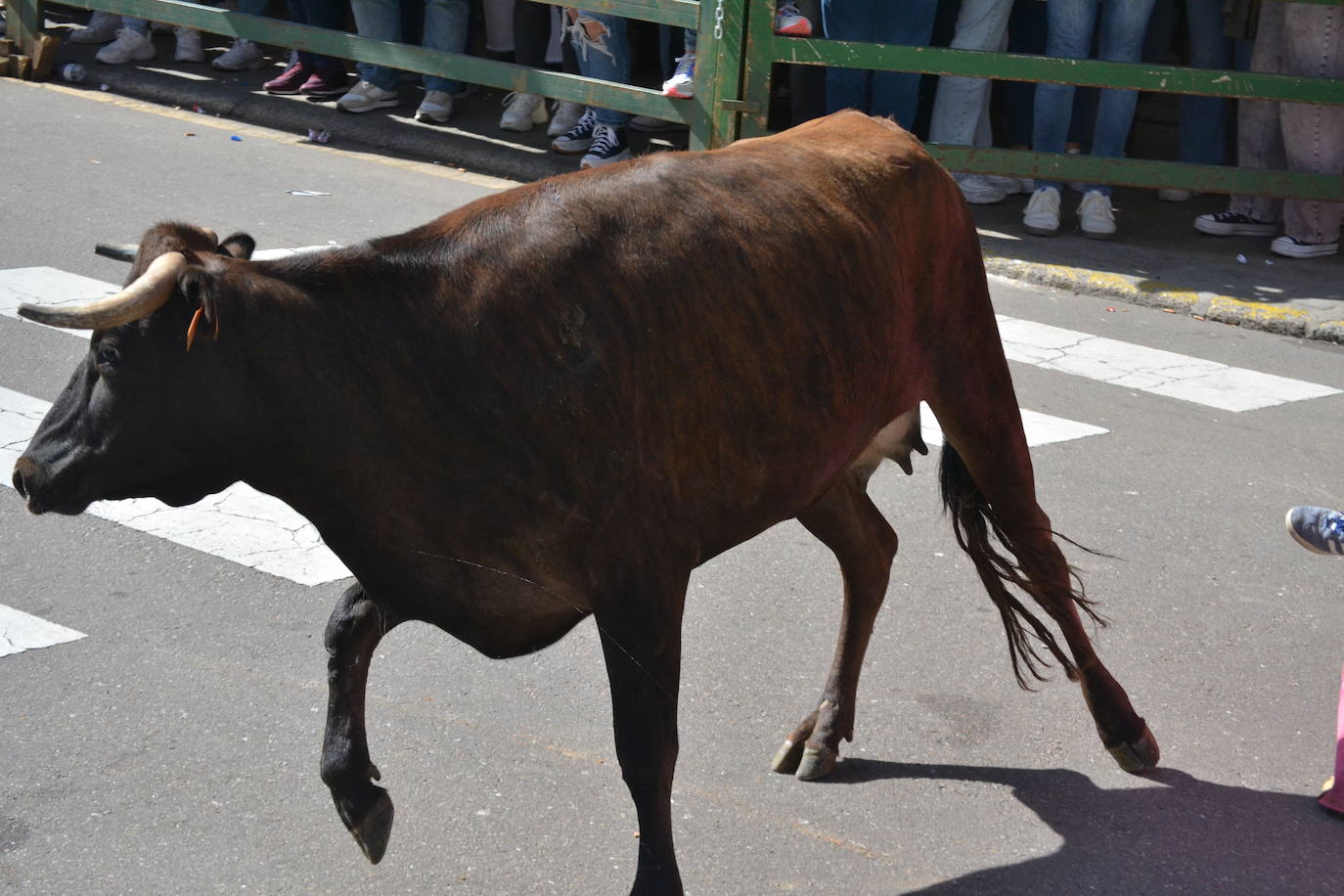 Vitigudino vibra con el Toro de Cajón