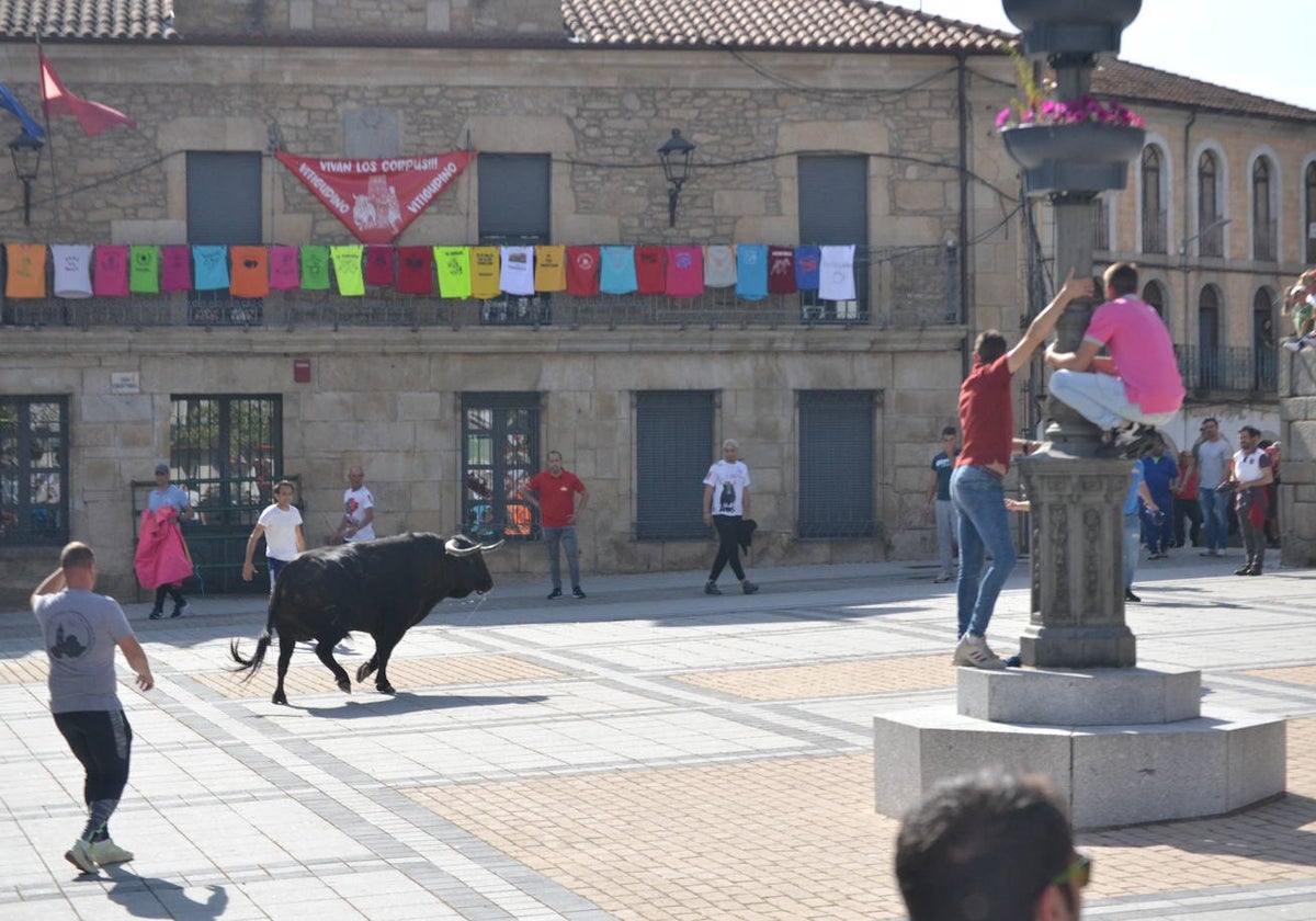 Vitigudino vibra con el Toro de Cajón