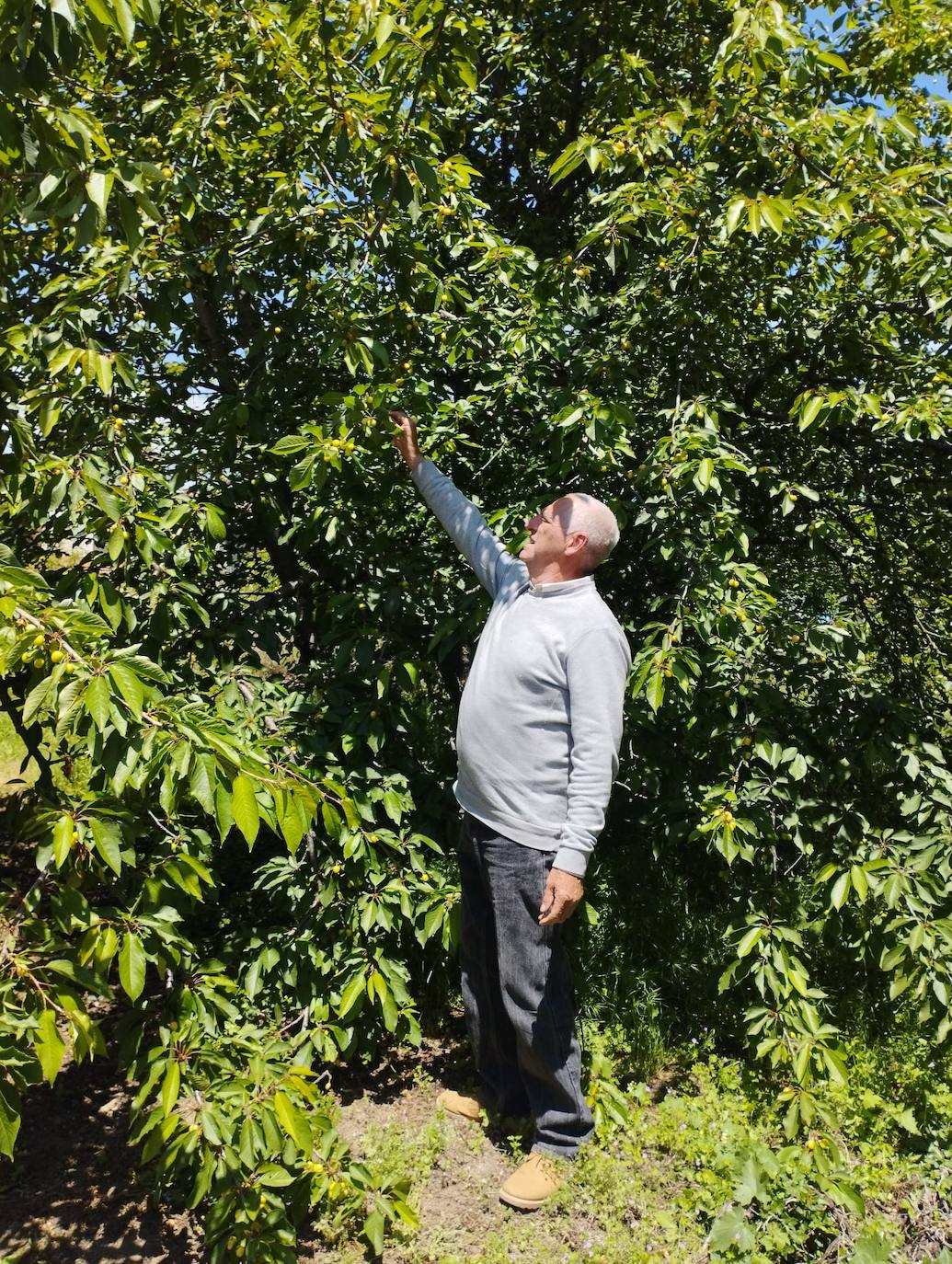 Inocencio Sánchez muestra un árbol con cerezas con destino a la industria.