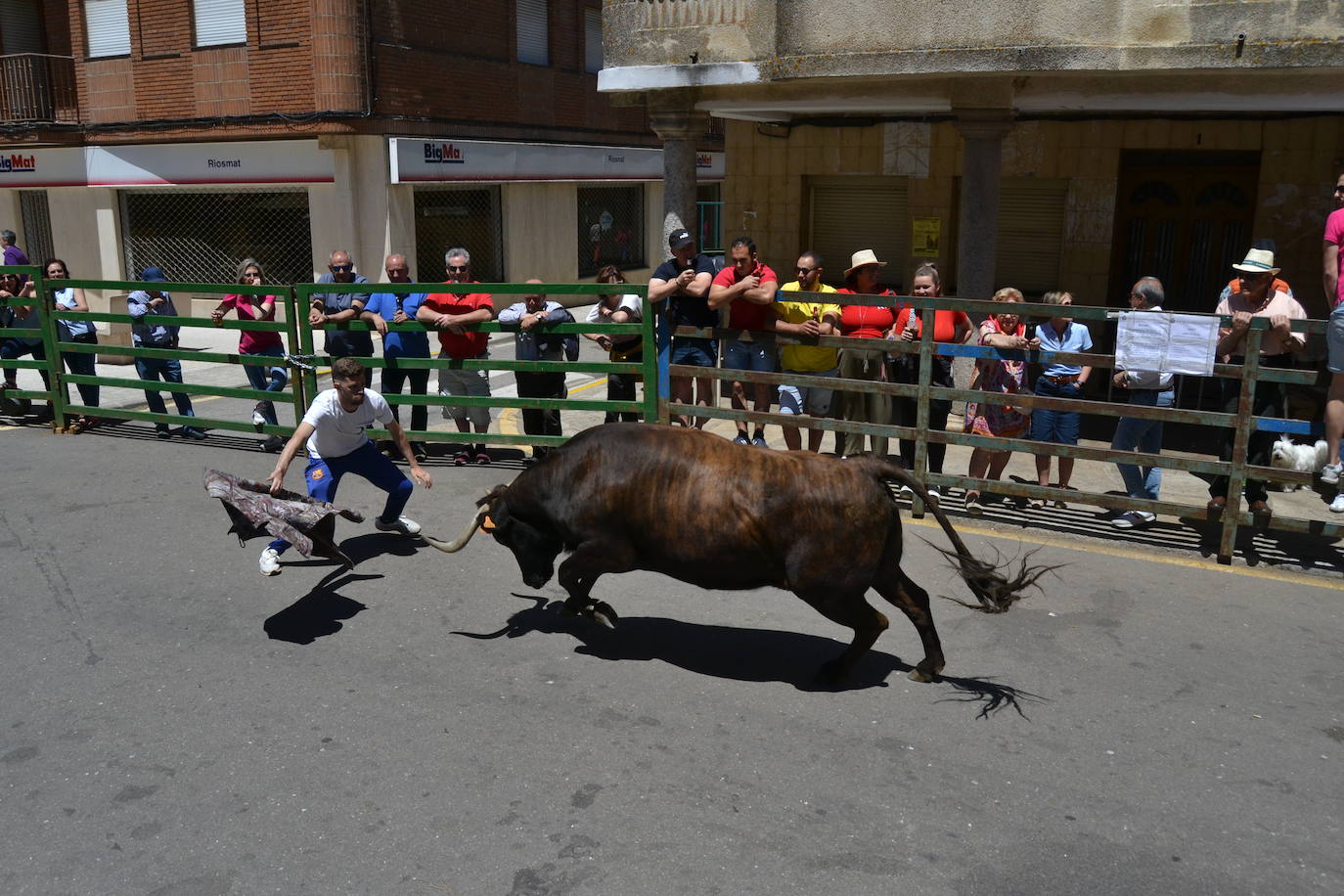 Divertido primer encierro en Vitigudino