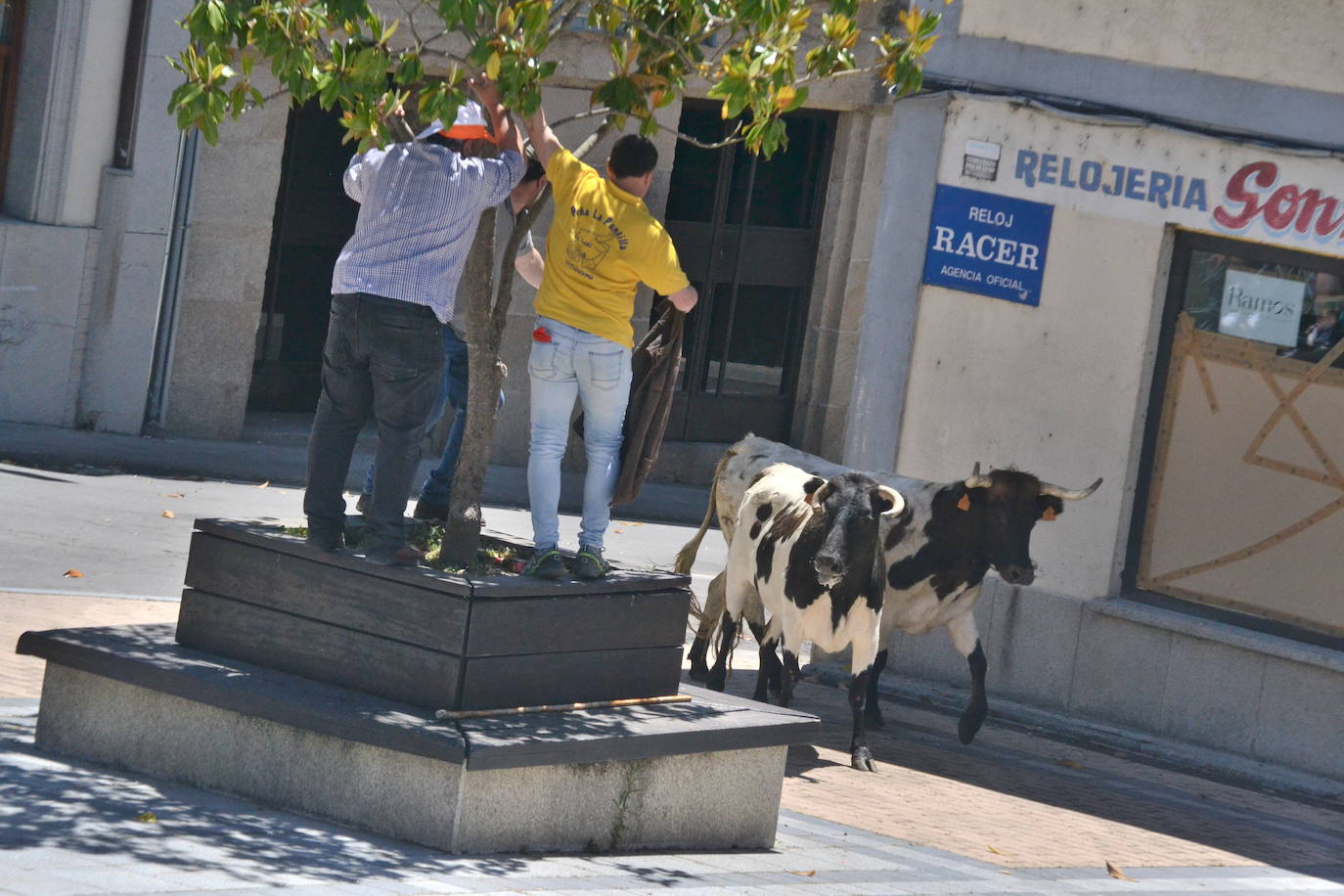 Divertido primer encierro en Vitigudino