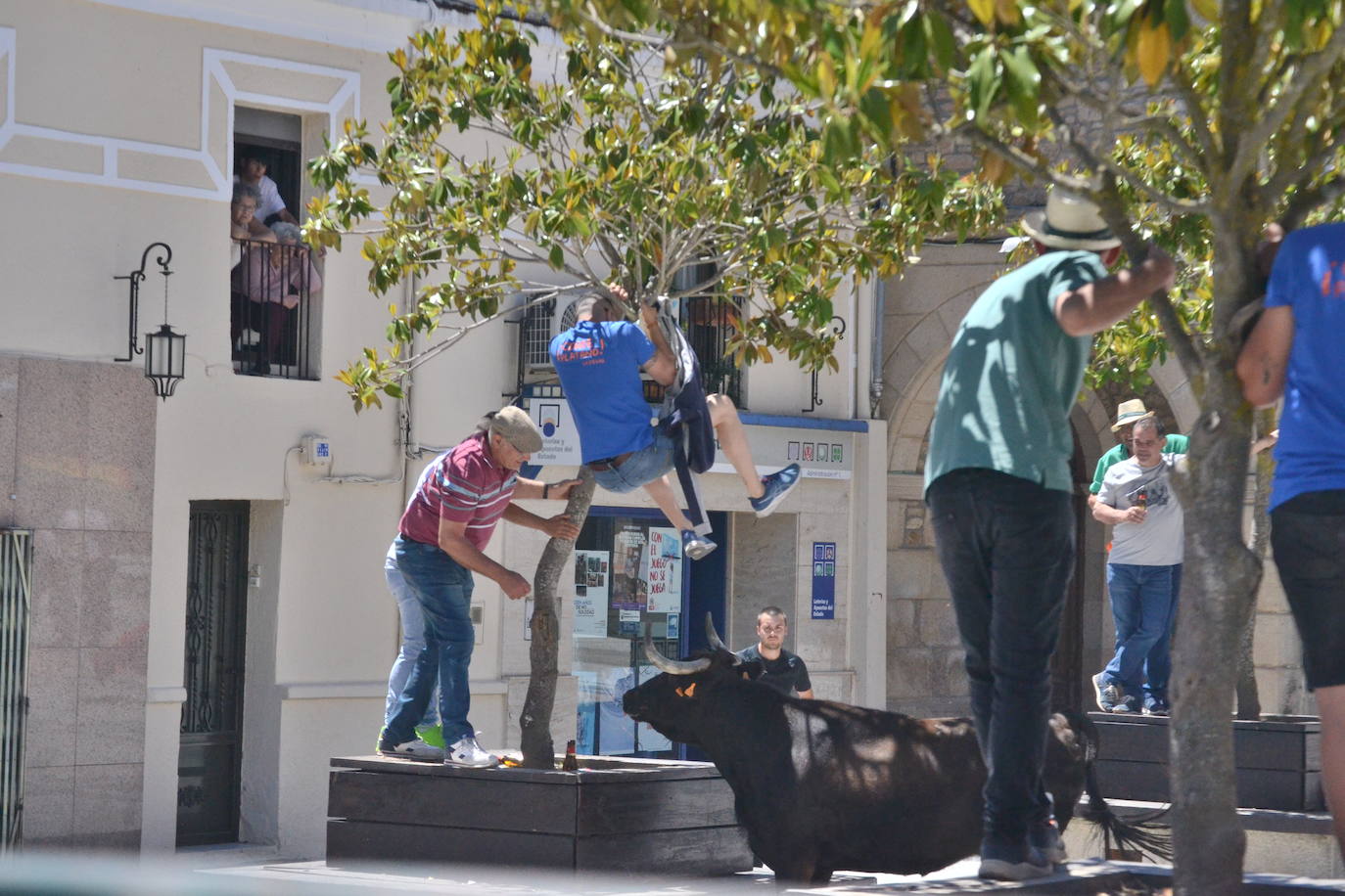 Divertido primer encierro en Vitigudino