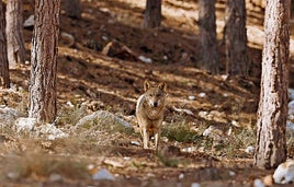 Lobo en la Sierra de la Culebra.ARCHIVO