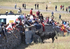 Uno de los toros durante el encierro en la villa ledesmina. EÑE