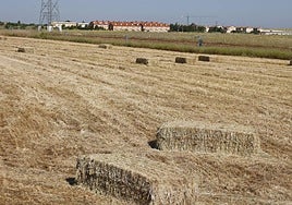 Días de empacar el forraje.