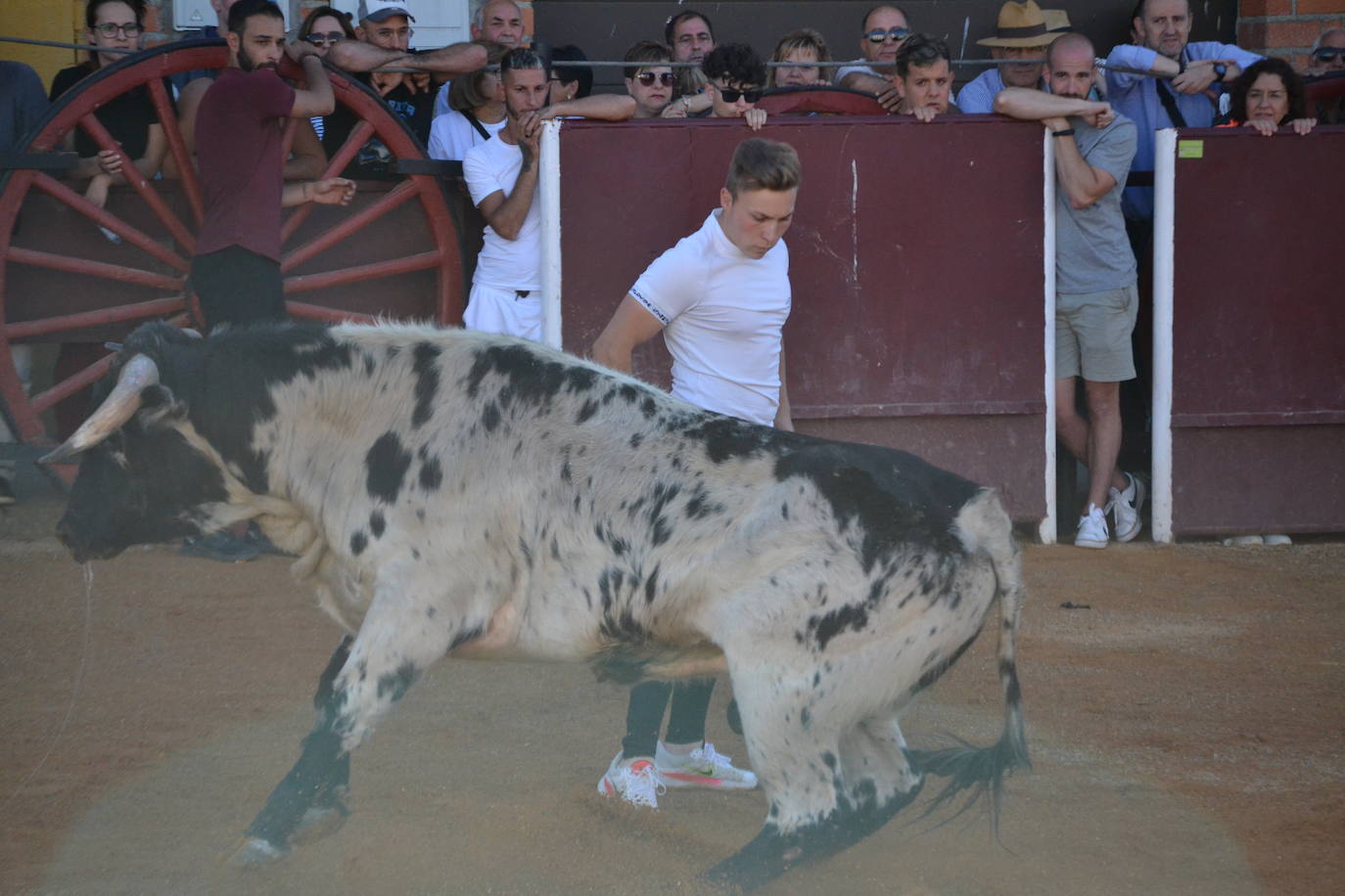 Martín de Yeltes sigue de fiesta con los toros como protagonistas