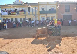 Una de las vacas durante el festejo