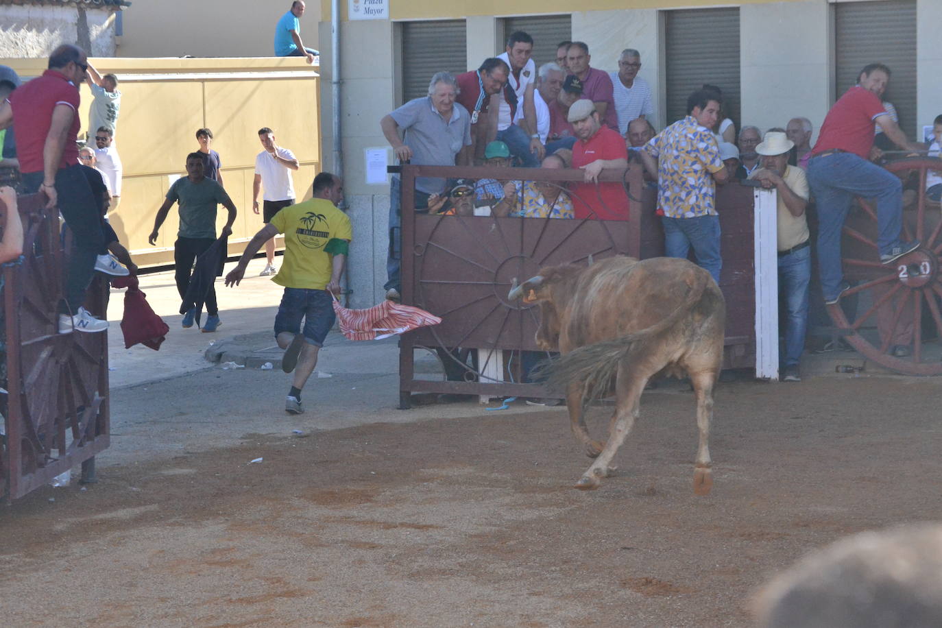 Martín de Yeltes sigue de fiesta con los toros como protagonistas