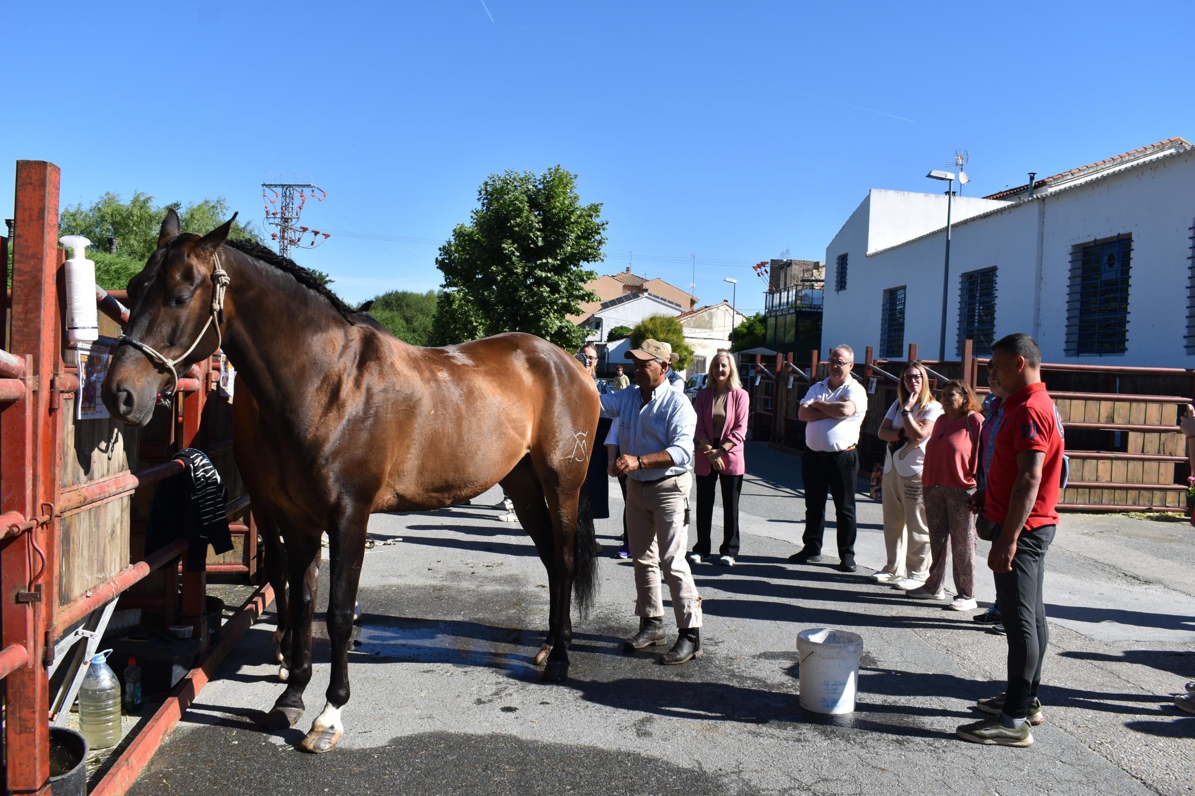 La Feria de San Antonio de Alba recupera su esencia con la vuelta del ganado