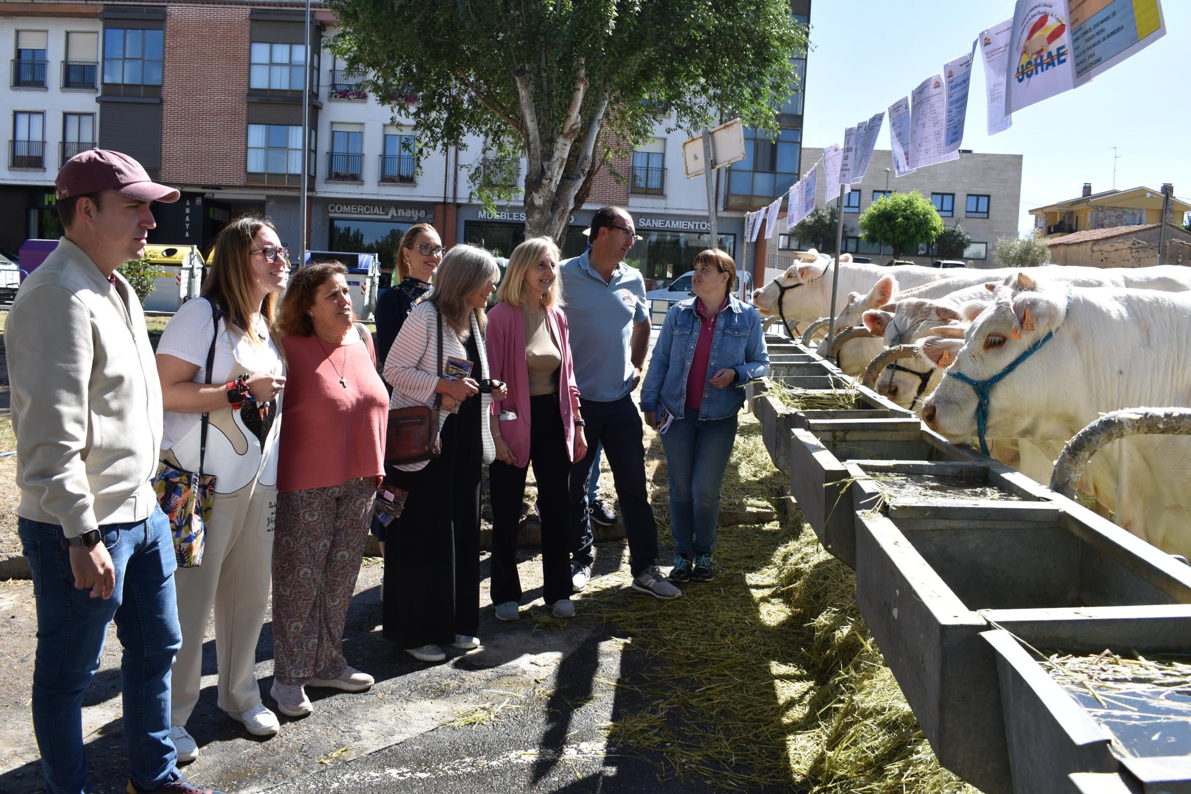 La Feria de San Antonio de Alba recupera su esencia con la vuelta del ganado