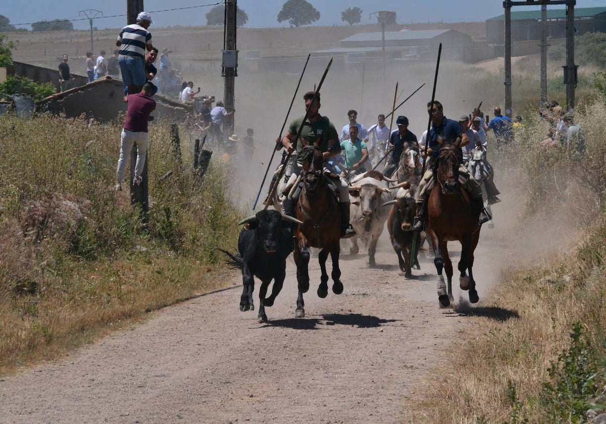 Rápido y vistoso encierro a caballo en Martín de Yeltes