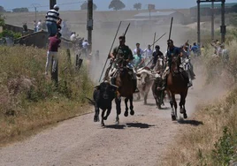 Un caballista trata de mantener junto a la manada a uno de los novillos.