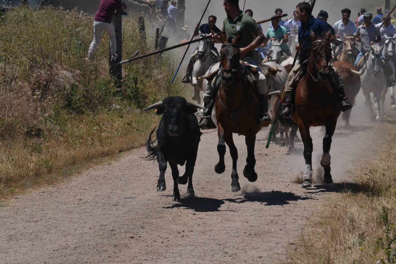 Rápido y vistoso encierro a caballo en Martín de Yeltes