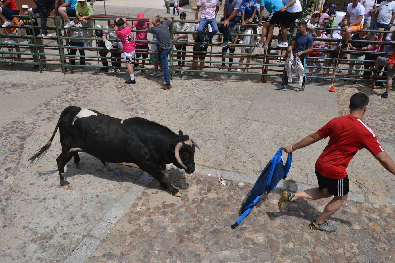 Tensión y riesgo en el Toro de Cajón de Hinojosa de Duero