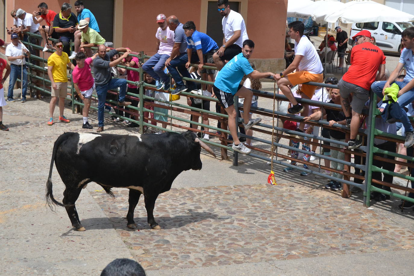 Tensión y riesgo en el Toro de Cajón de Hinojosa de Duero