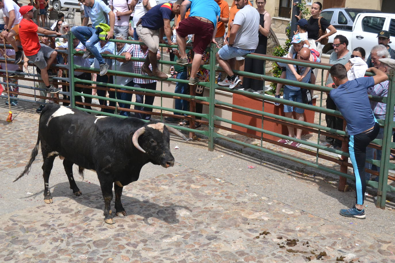 Tensión y riesgo en el Toro de Cajón de Hinojosa de Duero