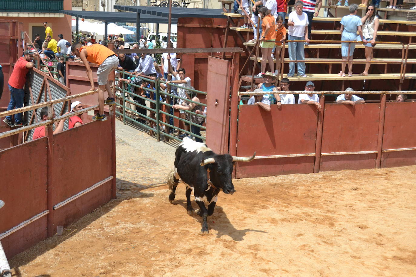 Tensión y riesgo en el Toro de Cajón de Hinojosa de Duero